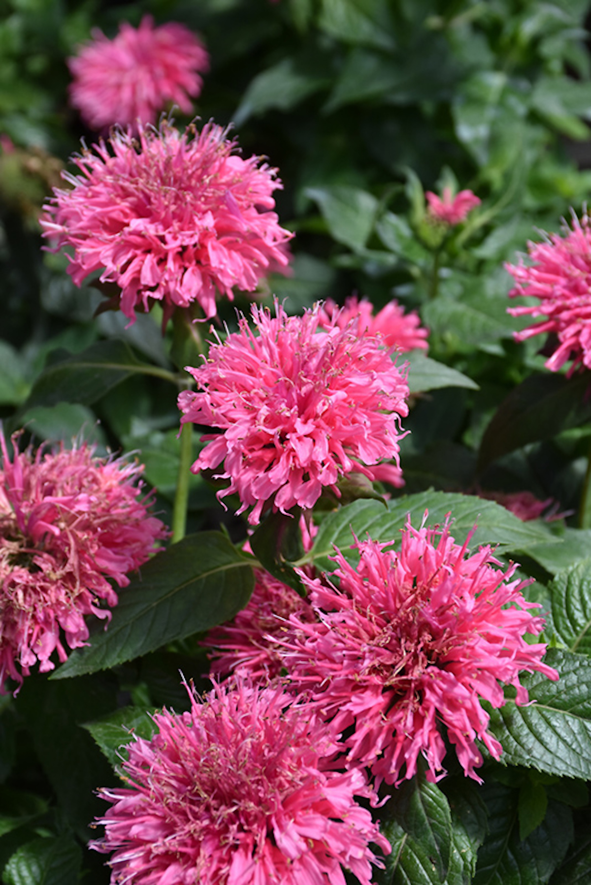 Monarda didyma 'Sugar Buzz Bubblegum Blast'